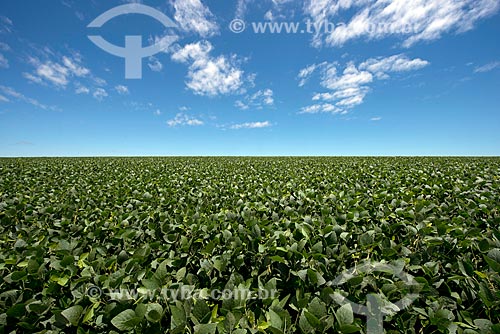  Assunto: Plantação de soja transgênica na zona rural de Catanduvas / Local: Catanduvas - Paraná (PR) - Brasil / Data: 01/2013 