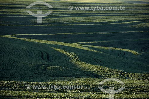  Assunto: Plantação de soja transgênica na zona rural de Cascavel / Local: Cascavel - Paraná (PR) - Brasil / Data: 01/2013 