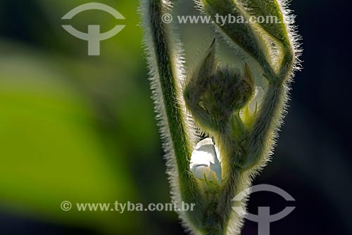  Assunto: Flor de soja em plantação transgênica na zona rural de Cornélio Procópio / Local: Cornélio Procópio - Paraná (PR) - Brasil / Data: 01/2013 