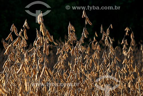  Assunto: Vagens de soja em plantação transgênica na zona rural de Palotina / Local: Palotina - Paraná (PR) - Brasil / Data: 01/2013 