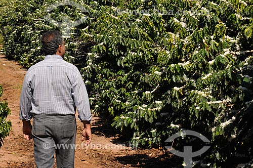  Produtor rural em meio à plantação de café durante a florada  - Neves Paulista - São Paulo - Brasil