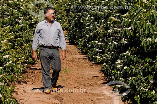  Produtor rural em meio à plantação de café durante a florada  - Neves Paulista - São Paulo - Brasil