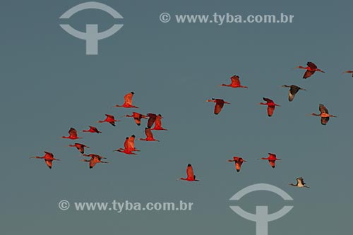  Assunto: Guará-vermelhos (Eudocimus ruber) no Parque Nacional dos Lençóis Maranhenses / Local: Barreirinhas - Maranhão (MA) - Brasil / Data: 07/2010 