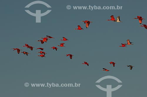  Assunto: Guará-vermelhos (Eudocimus ruber) no Parque Nacional dos Lençóis Maranhenses / Local: Barreirinhas - Maranhão (MA) - Brasil / Data: 07/2010 