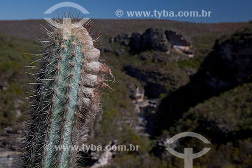  Assunto: Cacto Micranthocereus purpureus na trilha para a Cachoeira do Buracão / Local: Ibicoara - Bahia (BA) - Brasil / Data: 09/2012 