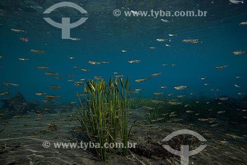  Assunto: Foto subaquática do olho dágua da Urania - nascente de água no sertão da Bahia / Local: Nova Redenção - Bahia (BA) - Brasil / Data: 09/2012 