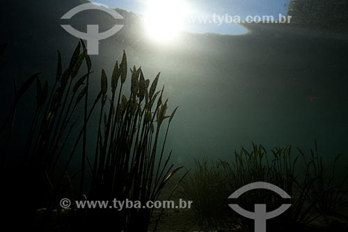  Assunto: Foto subaquática do olho dágua da Urania - nascente de água no sertão da Bahia / Local: Nova Redenção - Bahia (BA) - Brasil / Data: 09/2012 