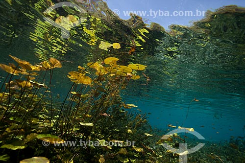  Assunto: Foto subaquática do Rio da Pratinha / Local: Iraquara - Bahia (BA) - Brasil / Data: 09/2012 