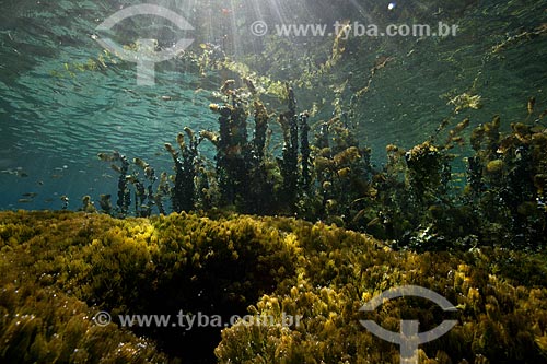  Assunto: Foto subaquática do Rio da Pratinha / Local: Iraquara - Bahia (BA) - Brasil / Data: 09/2012 