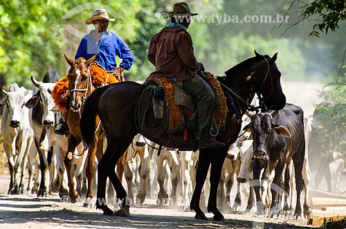  Assunto: Vaqueiros pastoreando gado no Pantanal - próximo ao pantanal do Rio Abobral / Local: Mato Grosso do Sul (MS) - Brasil / Data: 11/2011 