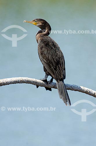  Assunto: Biguá (Phalacrocorax brasilianus) - também conhecido como biguaúna, imbiuá, miuá ou corvo-marinho - próximo ao pantanal do Rio Abobral / Local: Mato Grosso do Sul (MS) - Brasil / Data: 11/2011 