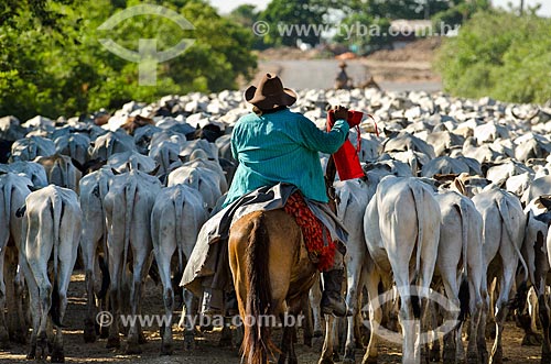  Assunto: Vaqueiro pastoreando gado no Pantanal - próximo ao pantanal do Rio Abobral / Local: Mato Grosso do Sul (MS) - Brasil / Data: 11/2011 