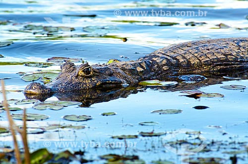  Assunto: Jacaré-do-pantanal (caiman crocodilus yacare) - também conhecido como Jacaré-do-paraguai - no pantanal do Rio Abobral / Local: Mato Grosso do Sul (MS) - Brasil / Data: 11/2011 
