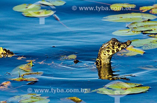  Assunto: Filhote de Jacaré-do-pantanal (caiman crocodilus yacare) - também conhecido como Jacaré-do-paraguai - no pantanal do Rio Abobral / Local: Mato Grosso do Sul (MS) - Brasil / Data: 11/2011 