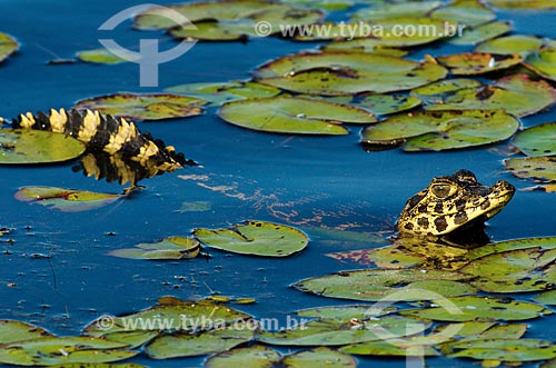  Assunto: Filhote de Jacaré-do-pantanal (caiman crocodilus yacare) - também conhecido como Jacaré-do-paraguai - no pantanal do Rio Abobral / Local: Mato Grosso do Sul (MS) - Brasil / Data: 11/2011 