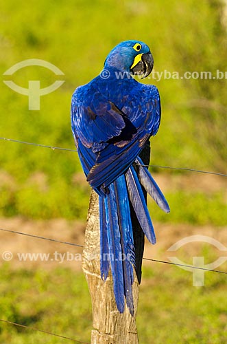  Assunto: Arara-azul-grande (Anodorhynchus hyacinthinus) - também chamada araraúna, arara-preta ou araruna - no Estrada Parque Pantanal / Local: Corumbá - Mato Grosso do Sul (MS) - Brasil / Data: 11/2011 
