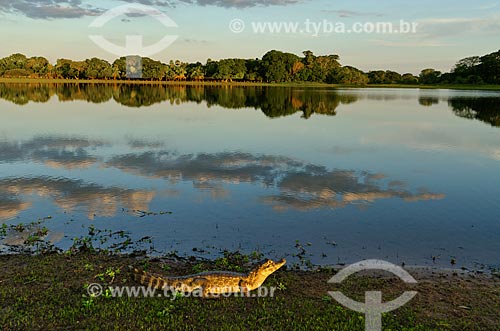  Assunto: Jacaré-do-pantanal (caiman crocodilus yacare) - também conhecido como Jacaré-do-paraguai - às margens da baía no Estrada Parque Pantanal / Local: Corumbá - Mato Grosso do Sul (MS) - Brasil / Data: 11/2011 
