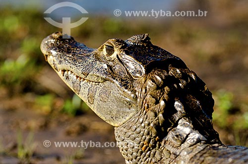  Assunto: Jacaré-do-pantanal (caiman crocodilus yacare) - também conhecido como Jacaré-do-paraguai - próximo ao pantanal do Rio Abobral / Local: Mato Grosso do Sul (MS) - Brasil / Data: 11/2011 