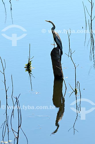  Assunto: Biguatinga (Anhinga anhinga) - também conhecido como carará, anhinga, meuá, muiá ou mergulhão-serpente - no Estrada Parque Pantanal / Local: Corumbá - Mato Grosso do Sul (MS) - Brasil / Data: 11/2011 