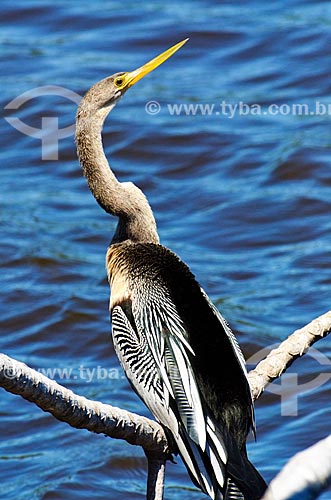  Assunto: Biguatinga (Anhinga anhinga) - também conhecido como carará, anhinga, meuá, muiá ou mergulhão-serpente - no Estrada Parque Pantanal / Local: Corumbá - Mato Grosso do Sul (MS) - Brasil / Data: 11/2011 