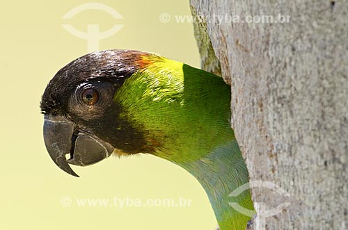  Assunto: Periquito-de-cabeça-preta (Aratinga nenday) - também conhecido como Príncipe-negro - saindo do ninho em um tronco de buriti no Estrada Parque Pantanal / Local: Corumbá - Mato Grosso do Sul (MS) - Brasil / Data: 11/2011 