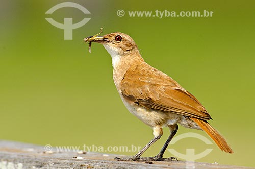  Assunto: João-de-barro (Furnarius rufus) - também conhecido como Forneiro - no Estrada Parque Pantanal / Local: Corumbá - Mato Grosso do Sul (MS) - Brasil / Data: 11/2011 