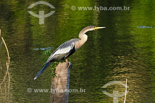  Assunto: Biguatinga (Anhinga anhinga) - também conhecido como carará, anhinga, meuá, muiá ou mergulhão-serpente - no Estrada Parque Pantanal / Local: Mato Grosso do Sul (MS) - Brasil / Data: 11/2011 