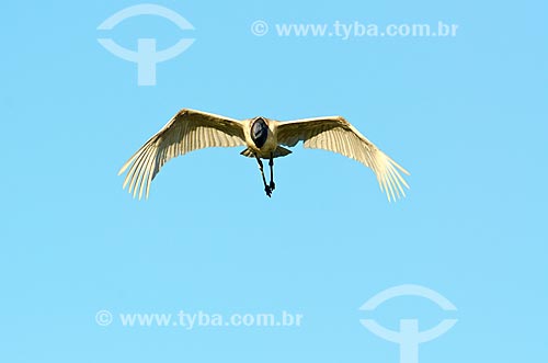  Assunto: Tuiuiú (Jabiru mycteria) voando próximo ao Estrada Parque Pantanal / Local: Corumbá - Mato Grosso do Sul (MS) - Brasil / Data: 11/2011 