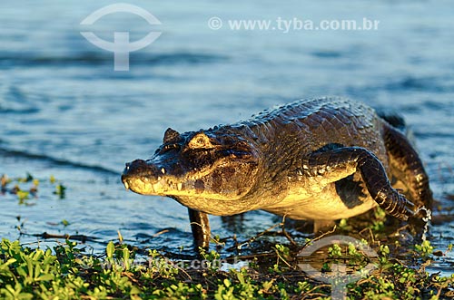  Assunto: Jacaré-do-pantanal (caiman crocodilus yacare) - também conhecido como Jacaré-do-paraguai - no Estrada Parque Pantanal / Local: Corumbá - Mato Grosso do Sul (MS) - Brasil / Data: 11/2011 