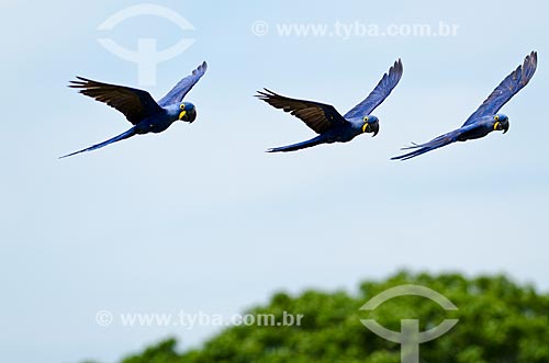  Assunto: Filhotes de Arara-azul-grande (Anodorhynchus hyacinthinus) - também chamada araraúna, arara-preta ou araruna - voando próximo ao Estrada Parque Pantanal / Local: Corumbá - Mato Grosso do Sul (MS) - Brasil / Data: 11/2011 