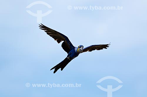  Assunto: Filhote de Arara-azul-grande (Anodorhynchus hyacinthinus) - também chamada araraúna, arara-preta ou araruna - voando próximo ao Estrada Parque Pantanal / Local: Corumbá - Mato Grosso do Sul (MS) - Brasil / Data: 11/2011 