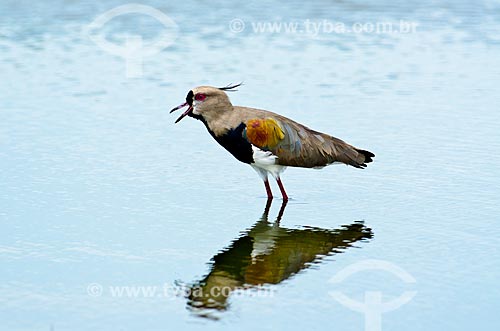  Assunto: Quero-quero (Vanellus chilensis) - também conhecido como tetéu, teu-teu, ero-ero, terem-terém e espanta-boiada - no Estrada Parque Pantanal / Local: Corumbá - Mato Grosso do Sul (MS) - Brasil / Data: 11/2011 