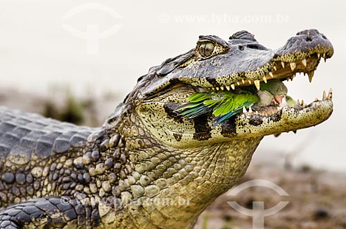  Jacaré-do-pantanal (caiman crocodilus yacare) - também conhecido como Jacaré-do-paraguai - comendo uma Caturrita (Myiopsitta monachus) - também conhecida como Catorra ou Cocota - no Estrada Parque Pantanal  - Corumbá - Mato Grosso do Sul - Brasil