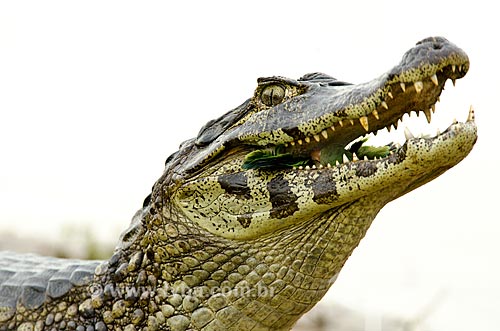  Jacaré-do-pantanal (caiman crocodilus yacare) - também conhecido como Jacaré-do-paraguai - comendo uma Caturrita (Myiopsitta monachus) - também conhecida como Catorra ou Cocota - no Estrada Parque Pantanal  - Corumbá - Mato Grosso do Sul - Brasil