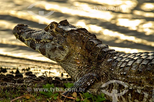  Assunto: Jacaré-do-pantanal (caiman crocodilus yacare) - também conhecido como Jacaré-do-paraguai - no Estrada Parque Pantanal / Local: Corumbá - Mato Grosso do Sul (MS) - Brasil / Data: 11/2011 