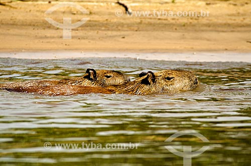  Assunto: Família de Capivara (Hydrochoerus hydrochaeris) no Estrada Parque Pantanal / Local: Corumbá - Mato Grosso do Sul (MS) - Brasil / Data: 11/2011 