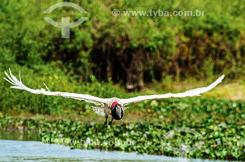  Assunto: Tuiuiú (Jabiru mycteria) voando próximo ao Estrada Parque Pantanal / Local: Corumbá - Mato Grosso do Sul (MS) - Brasil / Data: 11/2011 