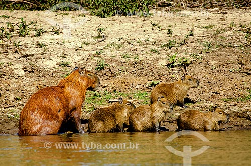  Assunto: Família de Capivara (Hydrochoerus hydrochaeris) no Estrada Parque Pantanal / Local: Corumbá - Mato Grosso do Sul (MS) - Brasil / Data: 11/2011 