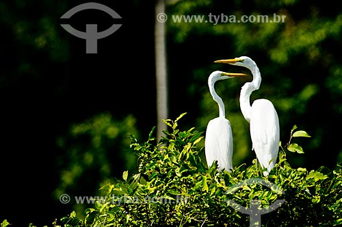  Assunto: Garça-branca-grande (Ardea alba) no Estrada Parque Pantanal / Local: Corumbá - Mato Grosso do Sul (MS) - Brasil / Data: 11/2011 