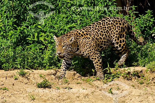  Assunto: Onça pintada (Panthera onca) às margens do Rio Miranda / Local: Corumbá - Mato Grosso do Sul (MS) - Brasil / Data: 11/2011 
