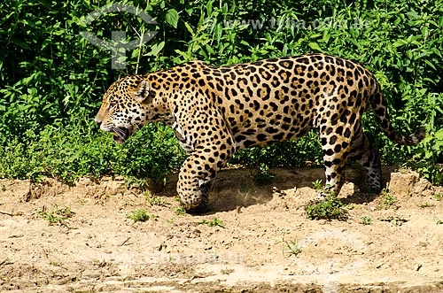  Assunto: Onça pintada (Panthera onca) às margens do Rio Miranda / Local: Corumbá - Mato Grosso do Sul (MS) - Brasil / Data: 11/2011 