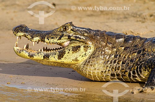  Assunto: Jacaré-do-pantanal (caiman crocodilus yacare) - também conhecido como Jacaré-do-paraguai - às margens do Rio Miranda / Local: Corumbá - Mato Grosso do Sul (MS) - Brasil / Data: 11/2011 