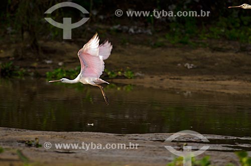  Assunto: Colhereiro (Platalea ajaja) - também conhecido como aiaia e colhereiro-americano - voando no Estrada Parque Pantanal / Local: Corumbá - Mato Grosso do Sul (MS) - Brasil / Data: 11/2011 