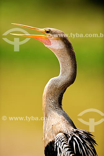  Assunto: Biguatinga (Anhinga anhinga) - também conhecido como carará, anhinga, meuá, muiá ou mergulhão-serpente - no Estrada Parque Pantanal / Local: Corumbá - Mato Grosso do Sul (MS) - Brasil / Data: 10/2012 