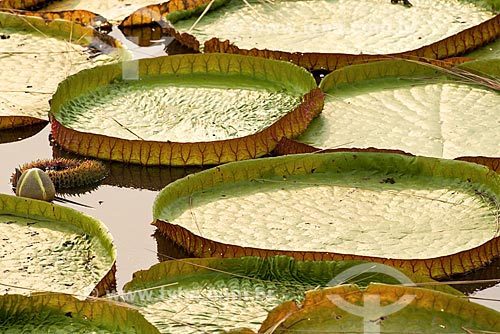  Assunto: Vitória-régia (Victoria amazonica) no pantanal / Local: Mato Grosso (MT) - Brasil / Data: 10/2012 