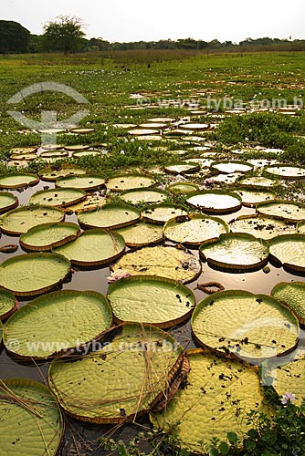 Assunto: Vitória-régia (Victoria amazonica) no pantanal / Local: Mato Grosso (MT) - Brasil / Data: 10/2012 