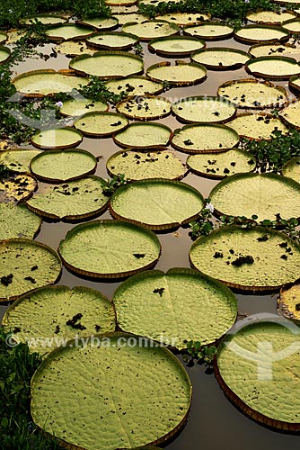  Assunto: Vitória-régia (Victoria amazonica) no pantanal / Local: Mato Grosso (MT) - Brasil / Data: 10/2012 