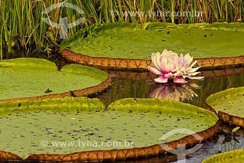  Assunto: Flor da Vitória-régia (Victoria amazonica) no pantanal / Local: Mato Grosso (MT) - Brasil / Data: 10/2012 