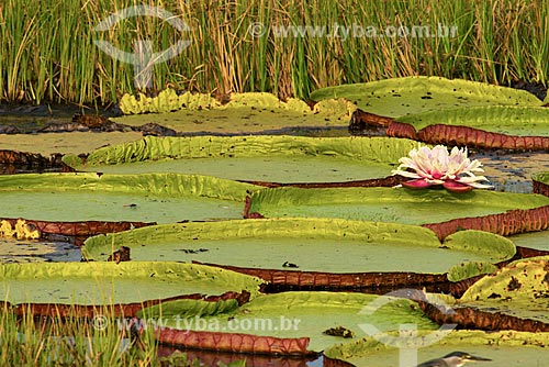  Assunto: Vitória-régia (Victoria amazonica) no pantanal / Local: Mato Grosso (MT) - Brasil / Data: 10/2012 