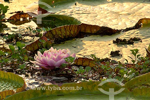  Assunto: Flor da Vitória-régia (Victoria amazonica) no pantanal / Local: Mato Grosso (MT) - Brasil / Data: 10/2012 